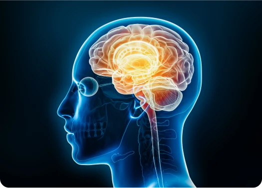 ¿Qué es <b class="italic font-semibold">Haemophilus influenzae</b> tipo B (HiB) y qué infecciones causa?